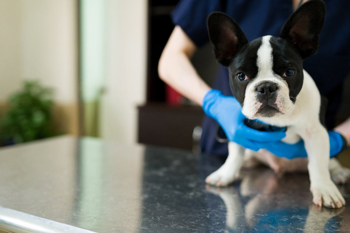 French Bulldog puppy held on a stainless steel exam table by a vet in blue gloves