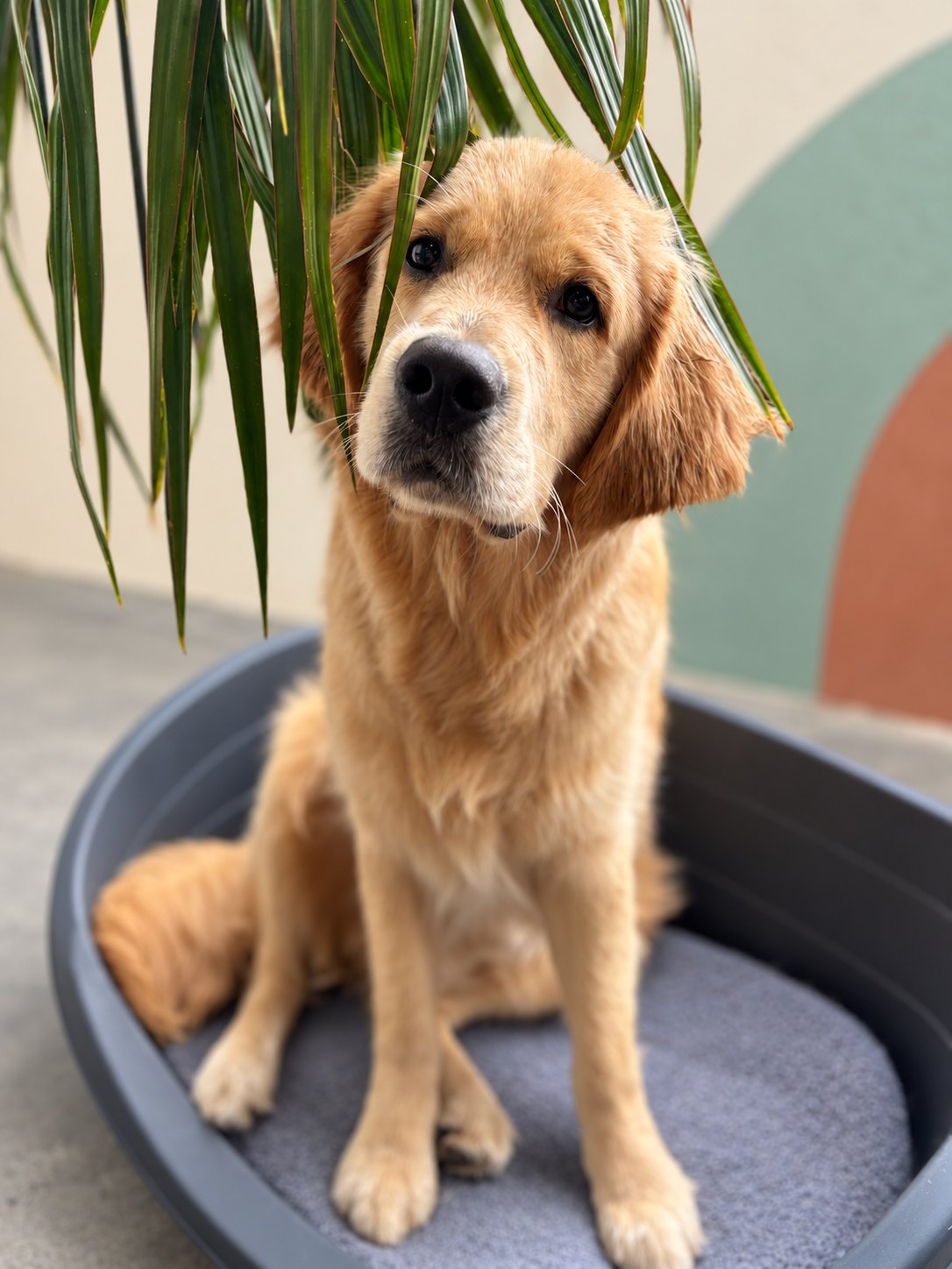 Golden Retriever puppy sitting under a palm at the Pets Juicy studio in Miami, Gold Coast