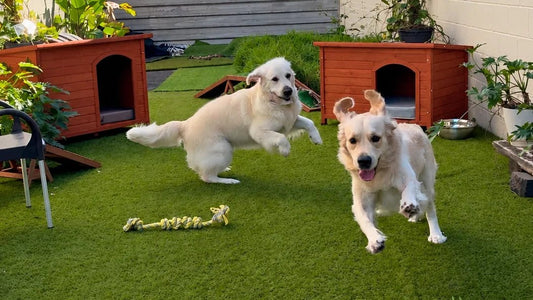 Two Golden Retrievers bounding across the turf at Pets Juicy doggy daycare in Miami