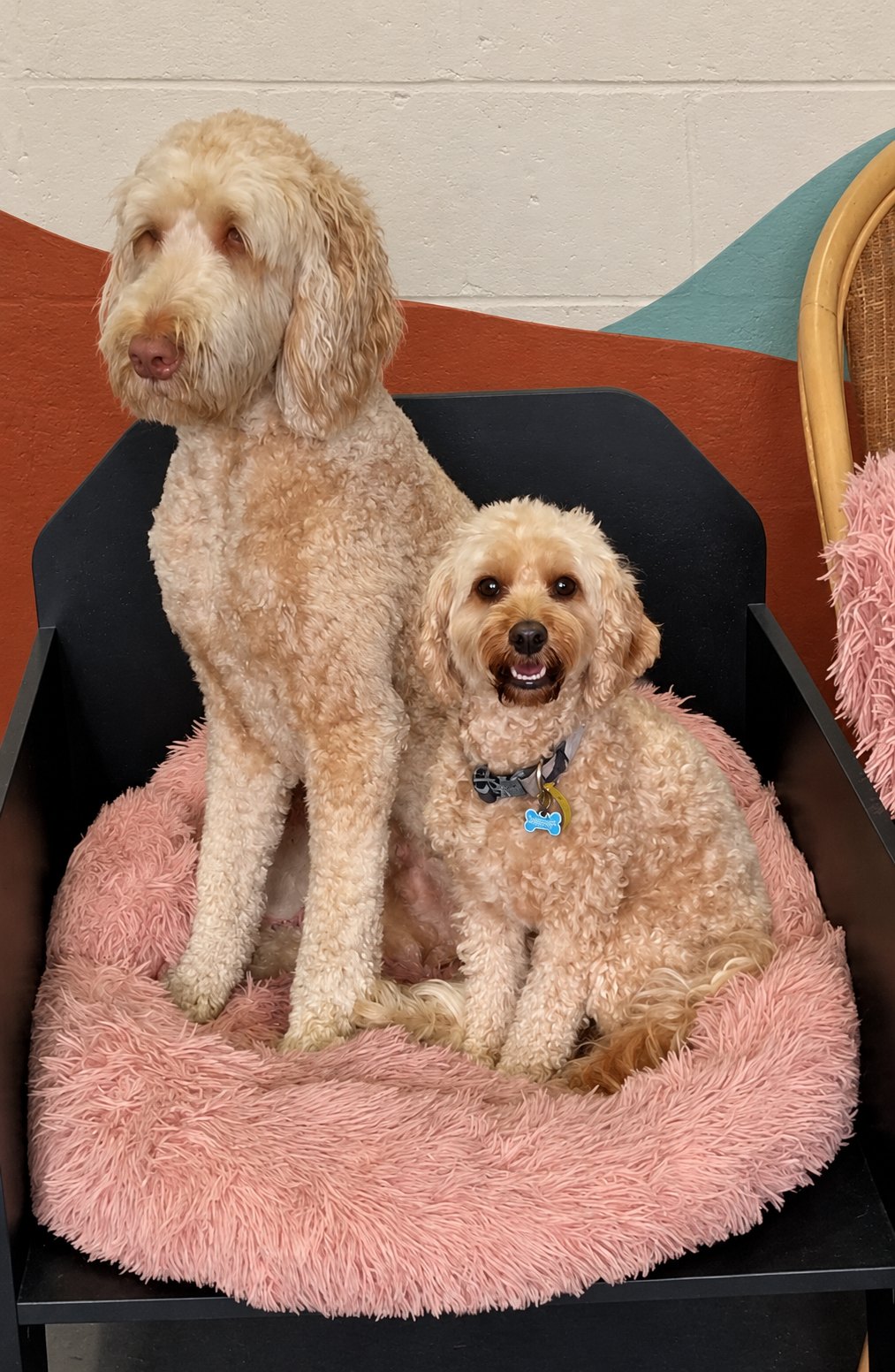Groodle and Cavoodle sitting together on a pink dog bed at Pets Juicy in Miami, Gold Coast