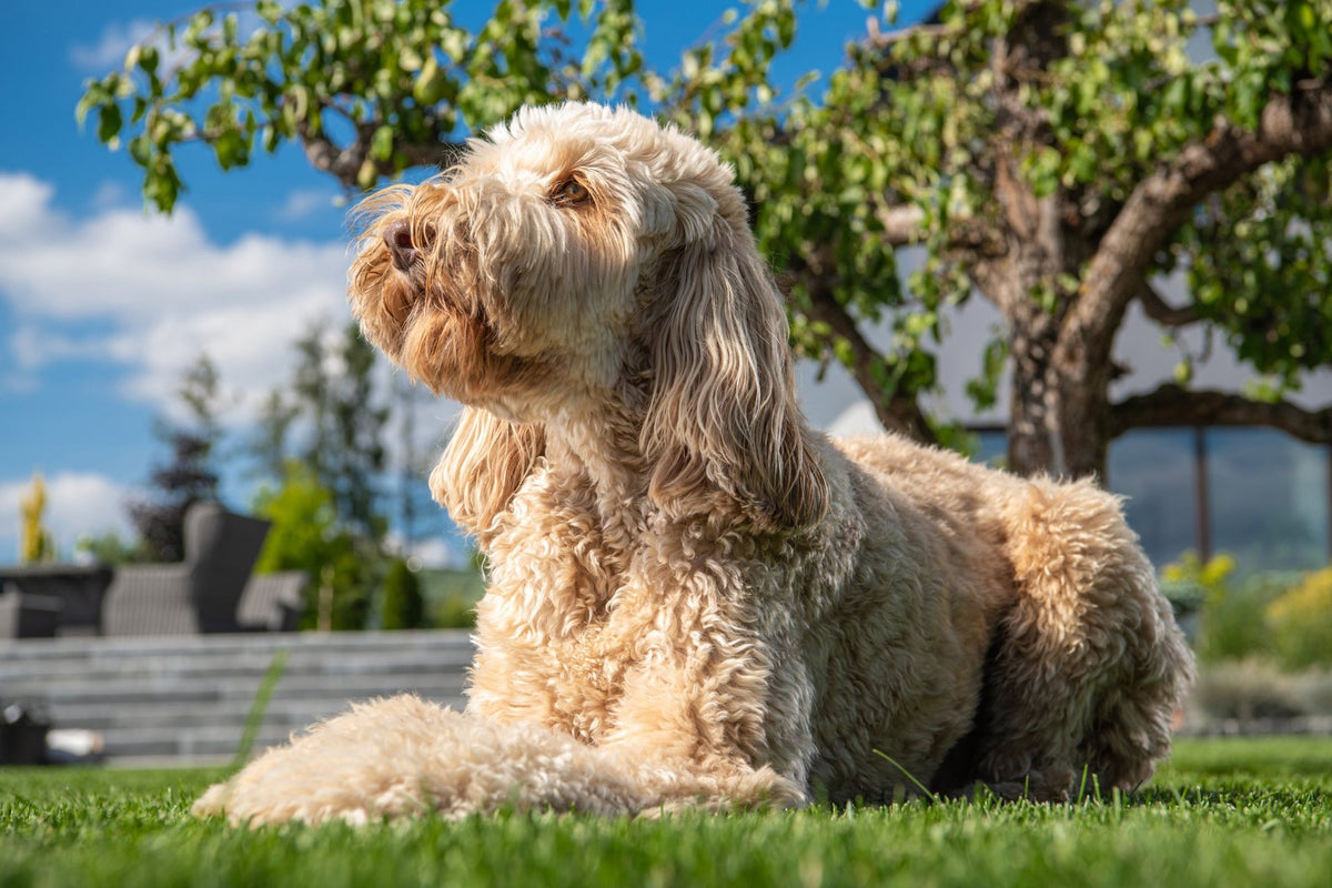 Cream curly-coated Groodle lying on the grass in the sunshine