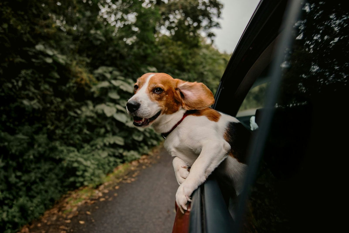 Beagle leaning out of a car window on a road trip, ears in the wind