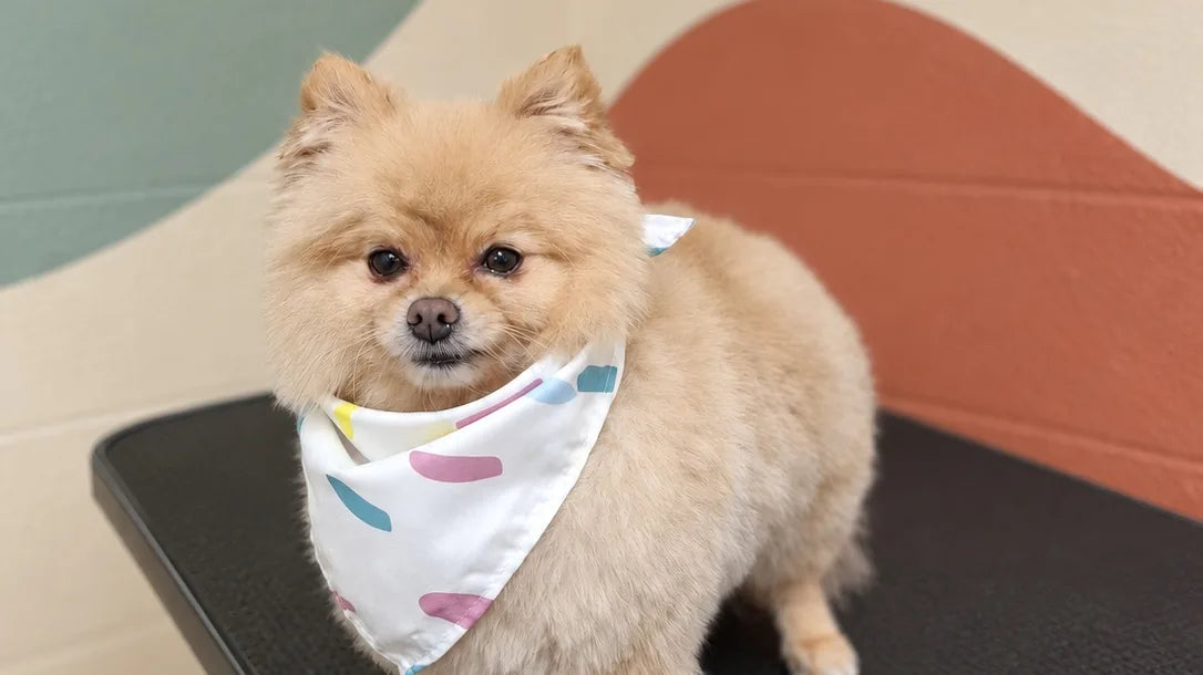 Cream Pomeranian in a pastel bandana on the grooming table at Pets Juicy in Miami, Gold Coast