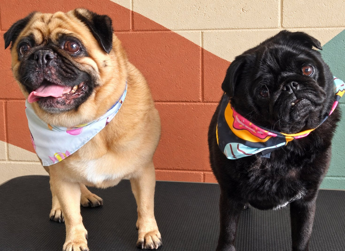 Fawn and black Pugs in bandanas on the grooming table at Pets Juicy in Miami, Gold Coast