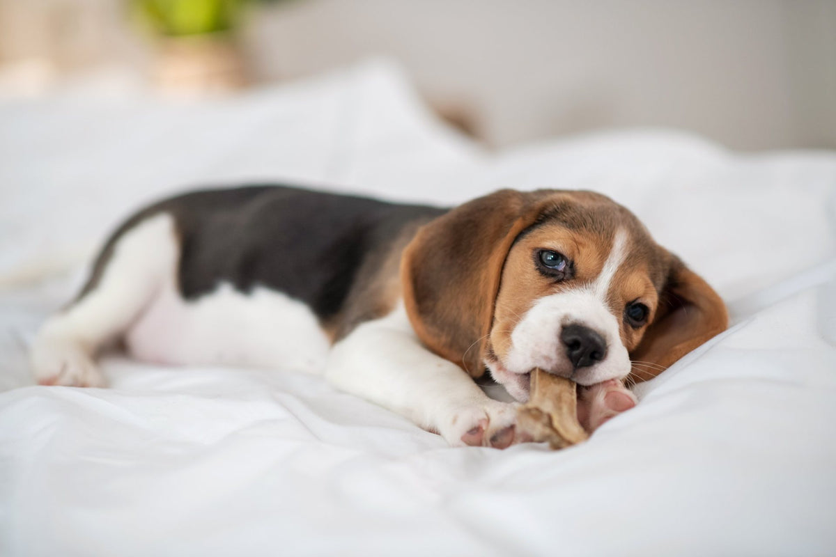 Tricolour Beagle puppy lying on a white bed chewing a chew toy