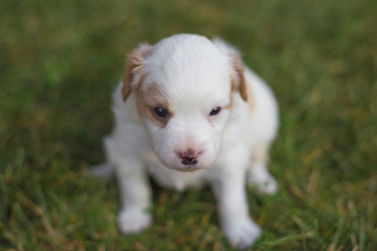 White and tan puppy sitting on the grass
