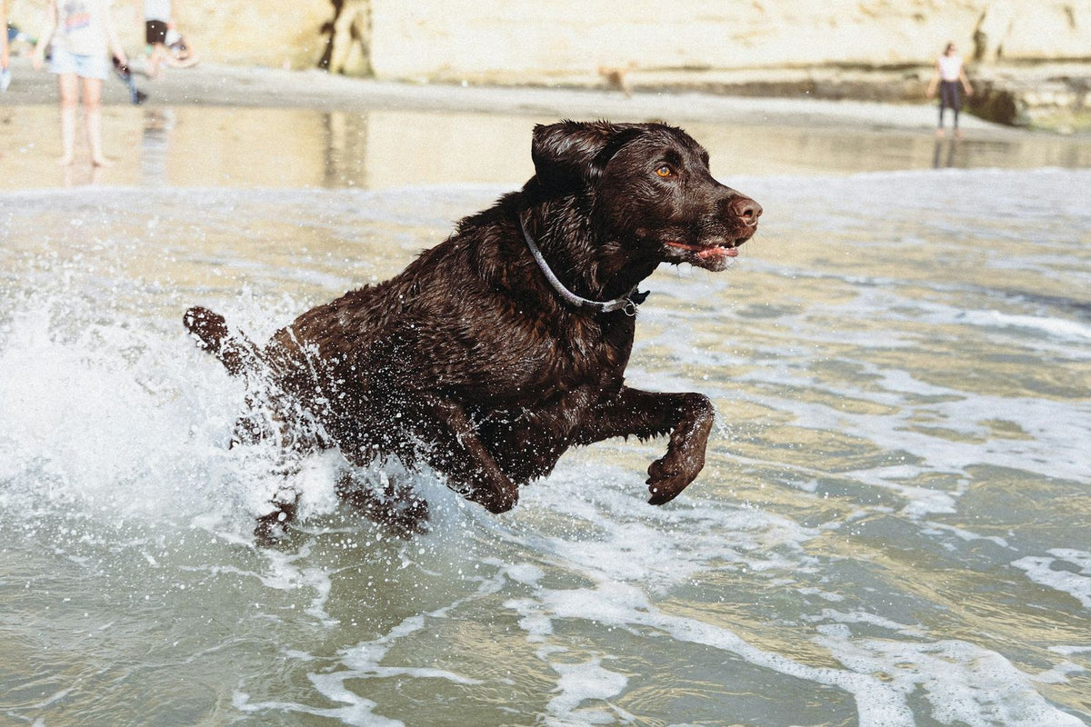 Chocolate labrador splashing through shallow water at the beach