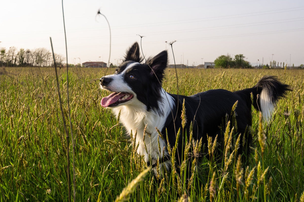 Black and white Border Collie with a thick double coat standing in long grass