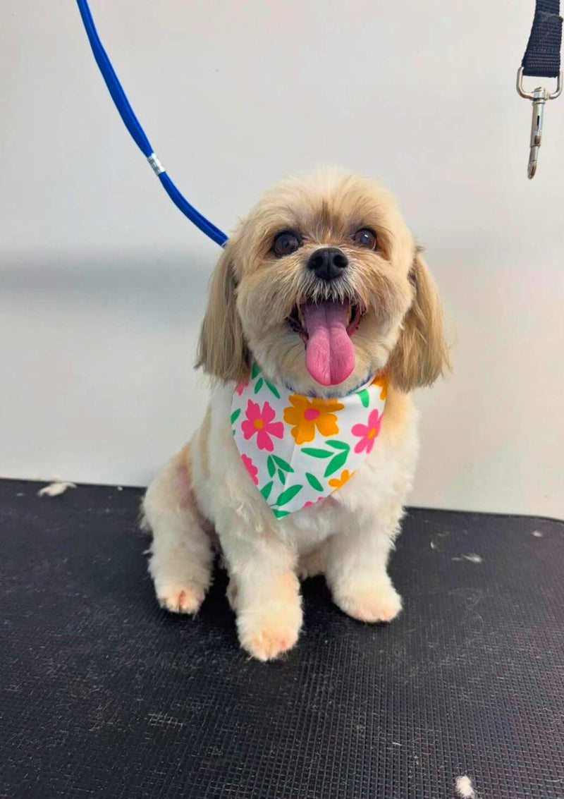 Dog Bath Groom Short Coat Gold Coast