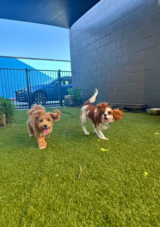 Supervised doggy daycare at Pets Juicy on the Gold Coast