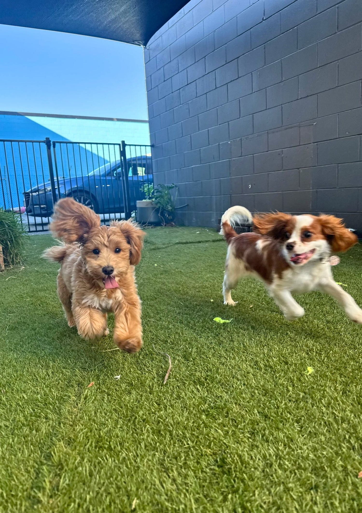 Dog Daycare Gold Coast
