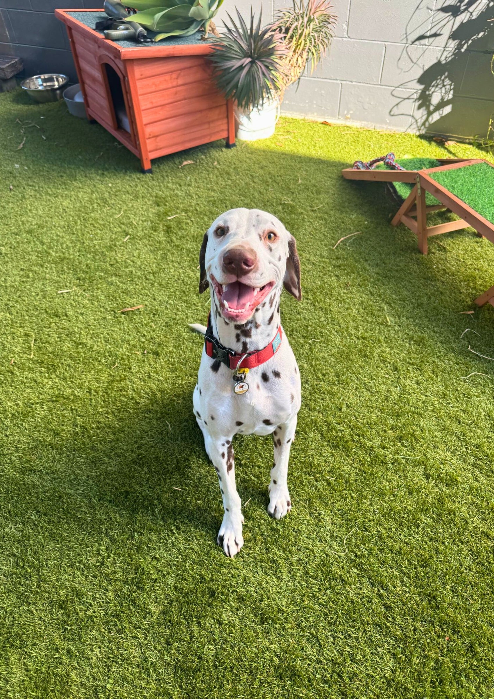 Fifteen (15) Day Dog Daycare Package Gold Coast – Pets Juicy