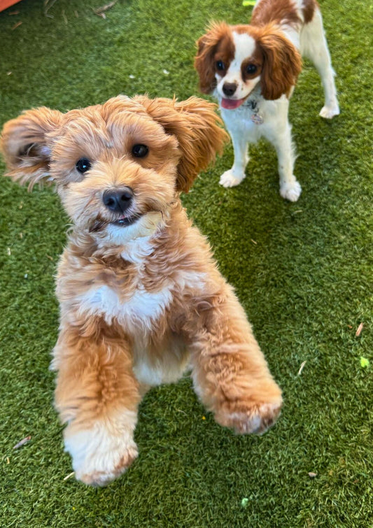 Daycare playtime at Pets Juicy in Miami, Gold Coast