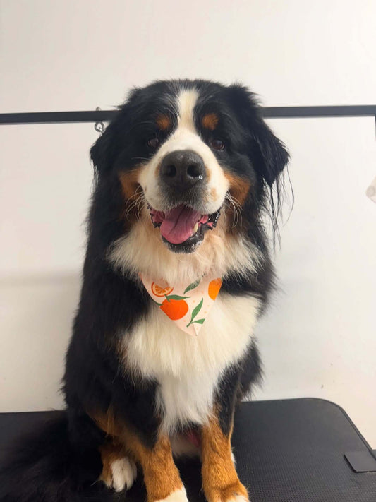 Dog hygiene cut at Pets Juicy in Miami, Gold Coast