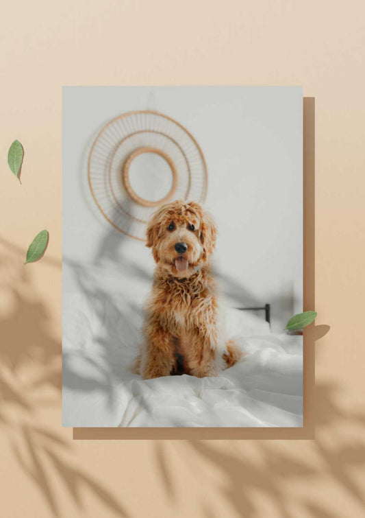6 week long hair dog grooming Pets Juicy