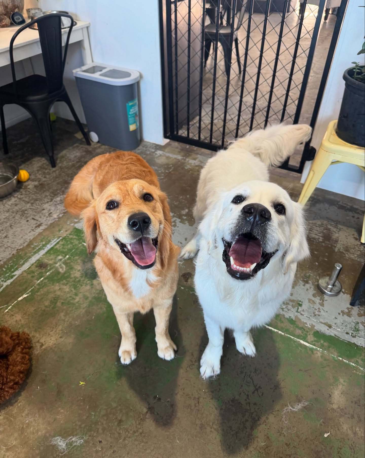 Two dogs, one brown and one white, smiling at the camera