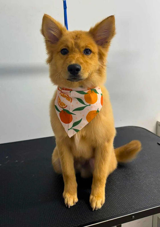 Puppy Introduction Groom