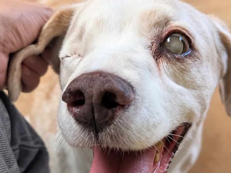 Bert, the Pets Juicy senior dog, smiling with his tongue out while someone scratches his ear