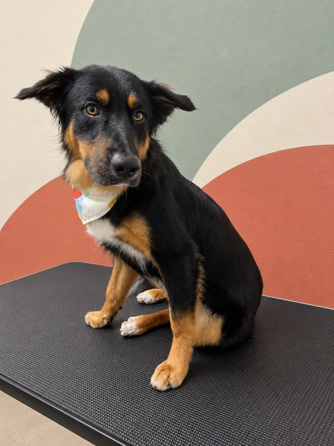 Black and tan Kelpie cross in a bandana sitting on the grooming table at Pets Juicy in Miami, Gold Coast