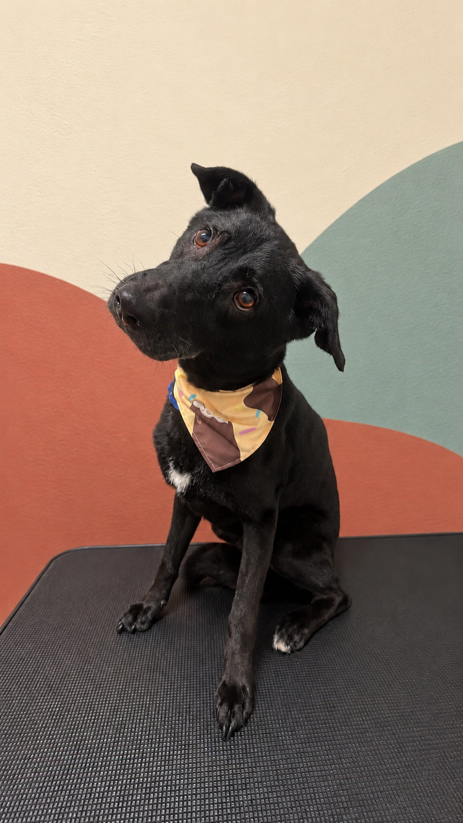 Black short-coated dog tilting its head on the grooming table at Pets Juicy, Miami, Gold Coast