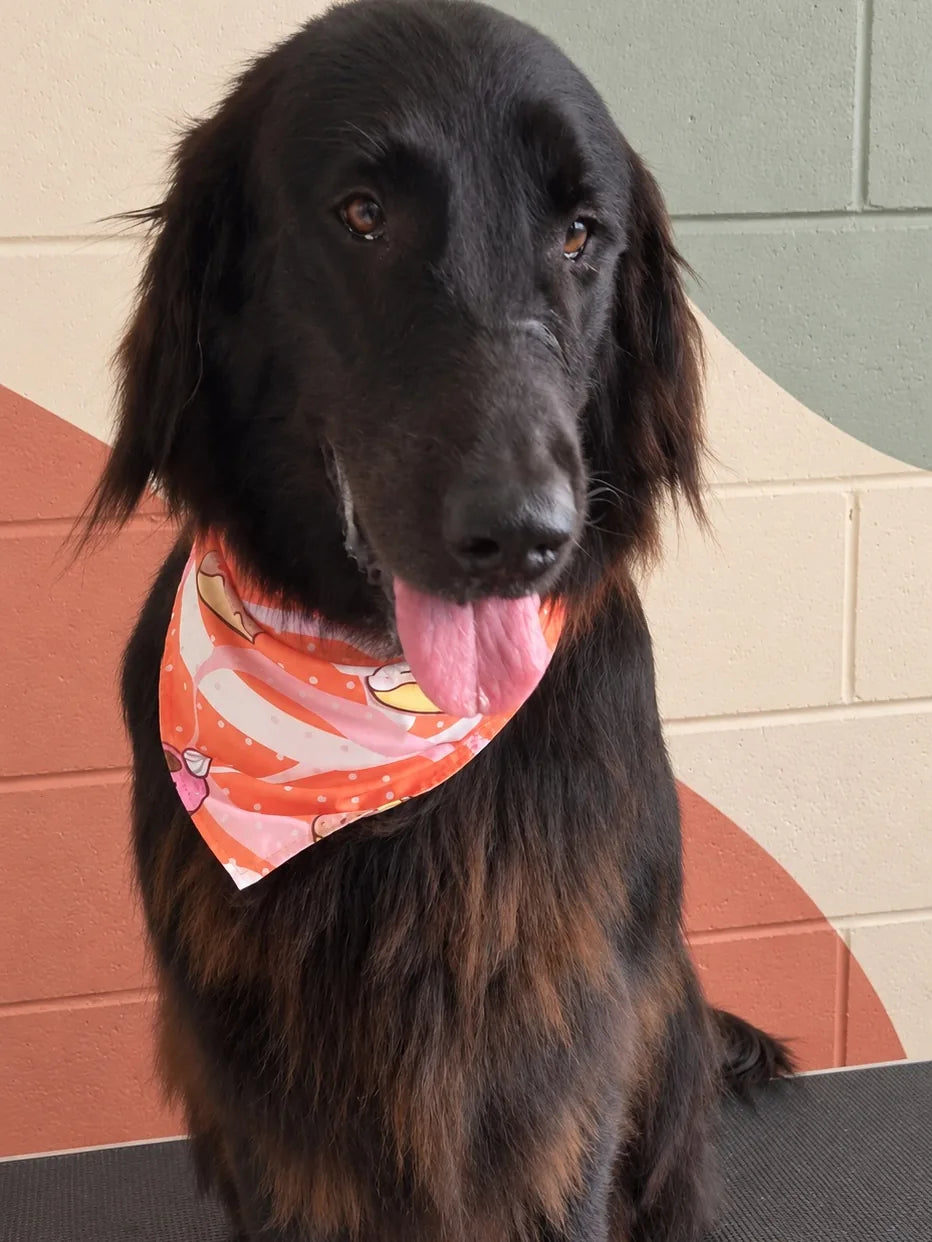 Long-coated black dog in a pink bandana sitting on the grooming table at Pets Juicy in Miami, Gold Coast