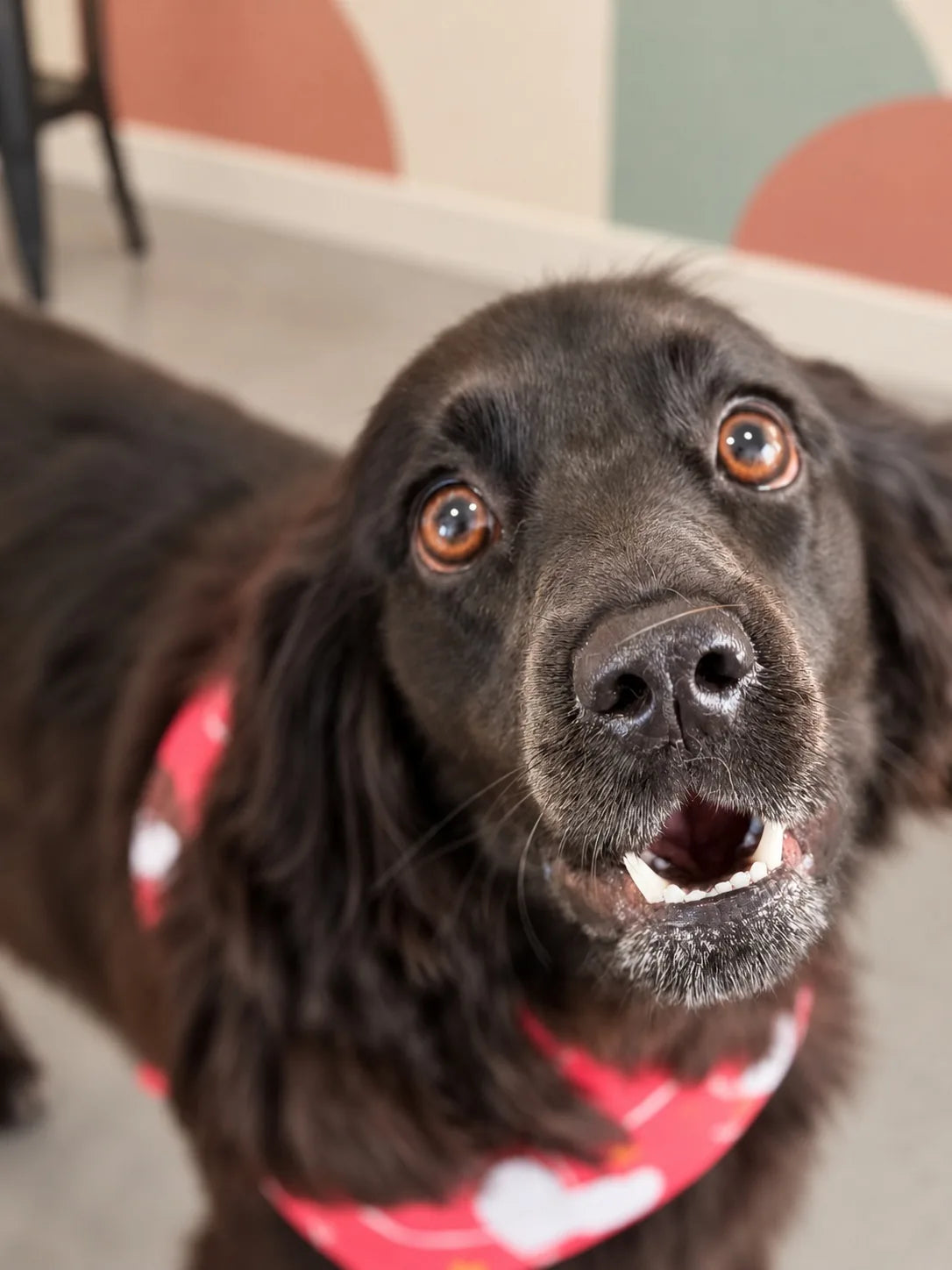 Black Spaniel cross in a pink heart bandana grinning up at the camera at Pets Juicy in Miami, Gold Coast