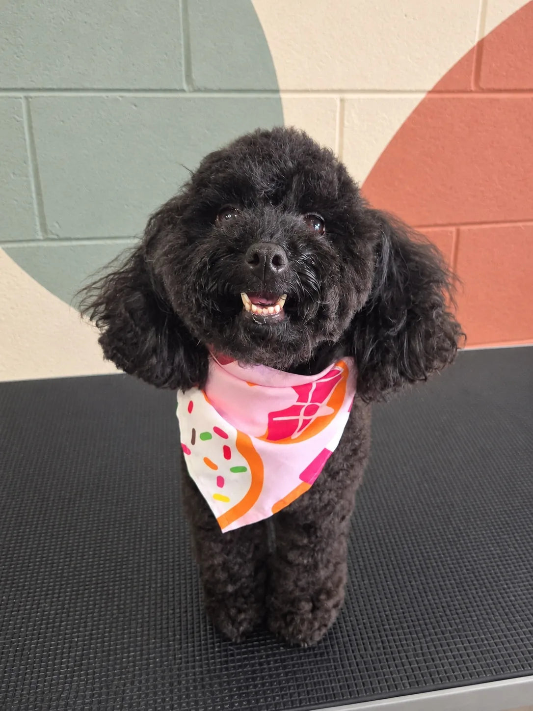 Black Toy Poodle in a pink doughnut bandana standing on the grooming table at Pets Juicy in Miami, Gold Coast