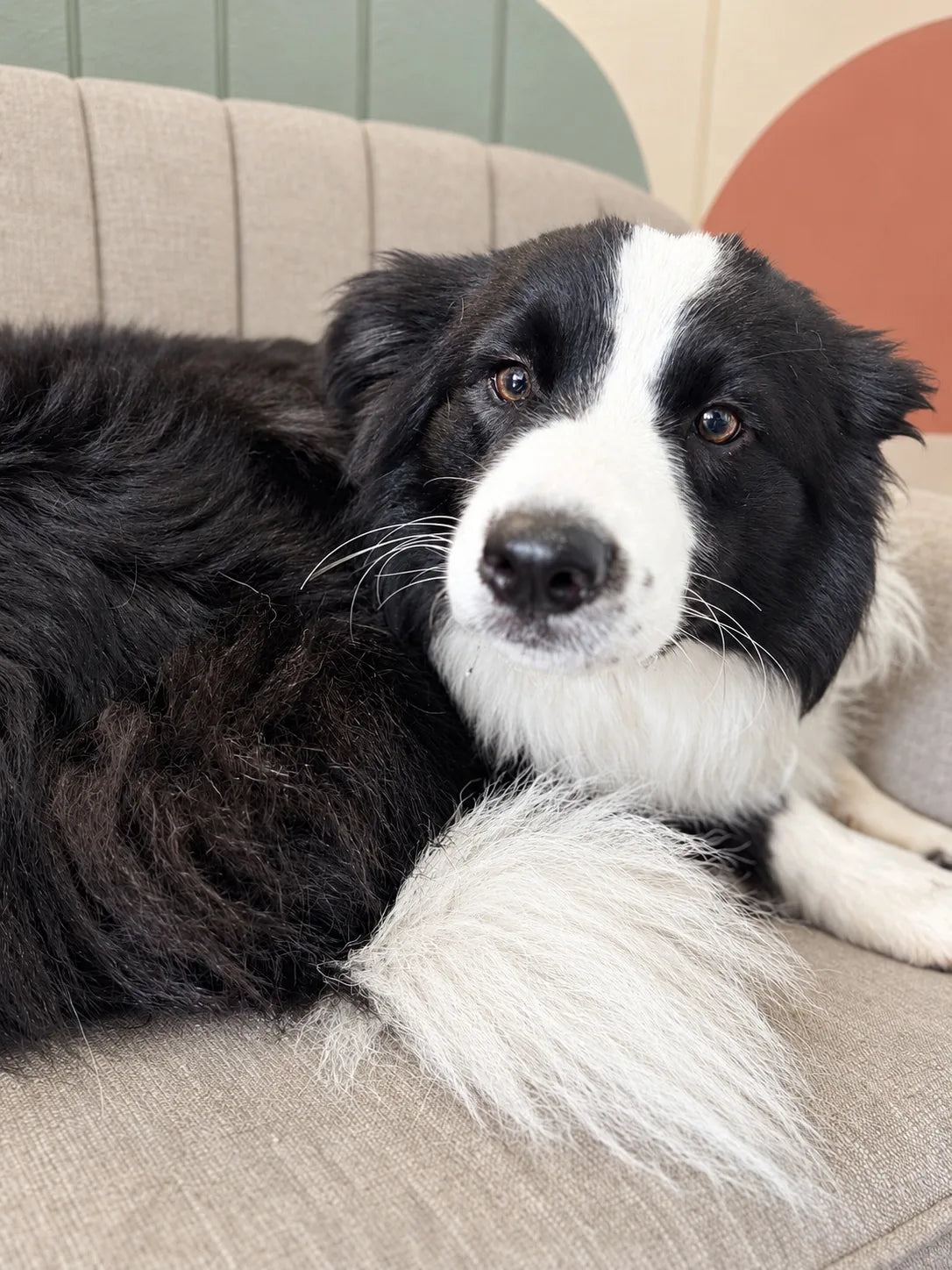 Black and white Border Collie stretched out on the couch at Pets Juicy in Miami, Gold Coast