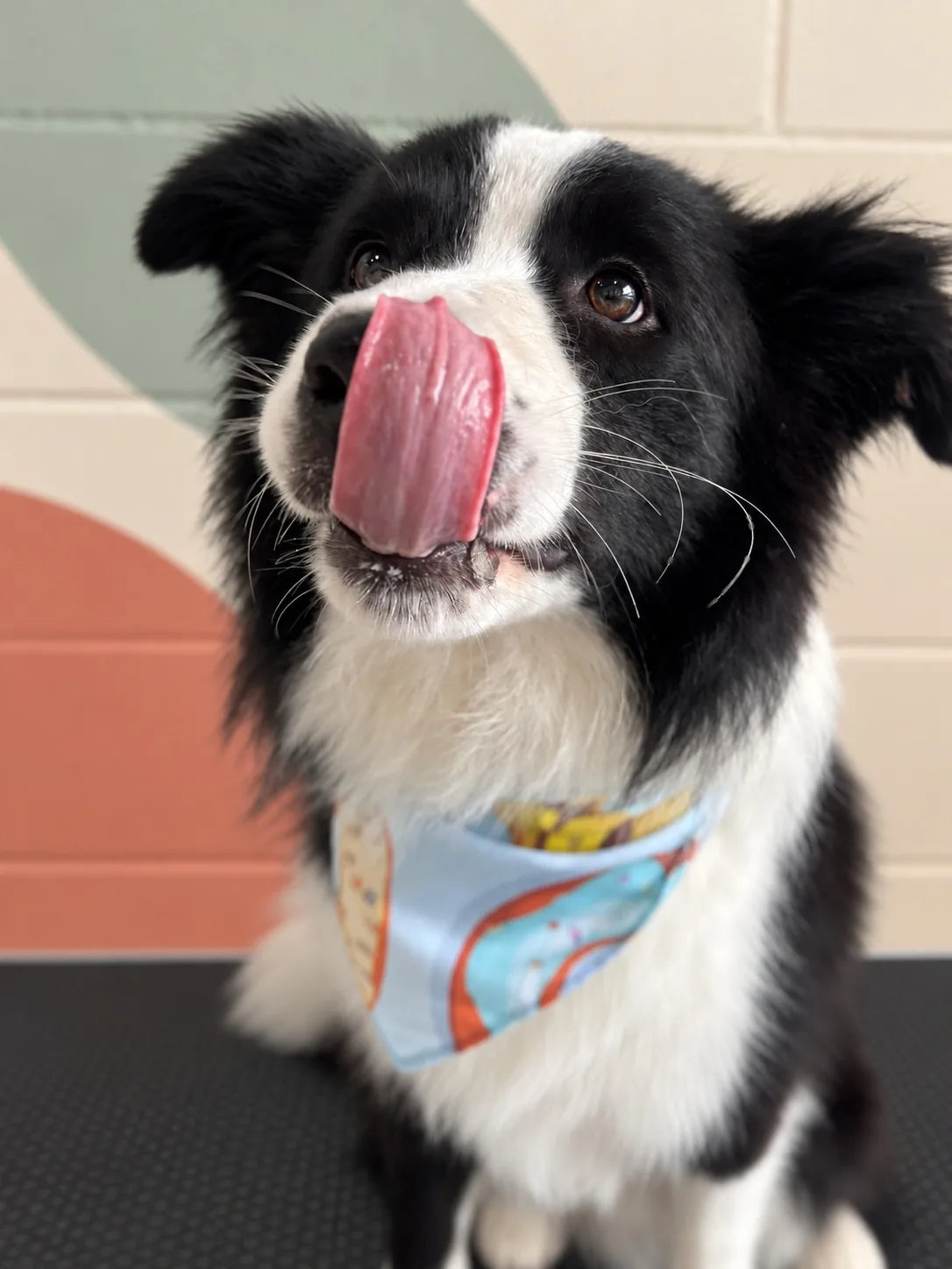 Black and white Border Collie licking its nose in a doughnut bandana on the grooming table at Pets Juicy in Miami, Gold Coast