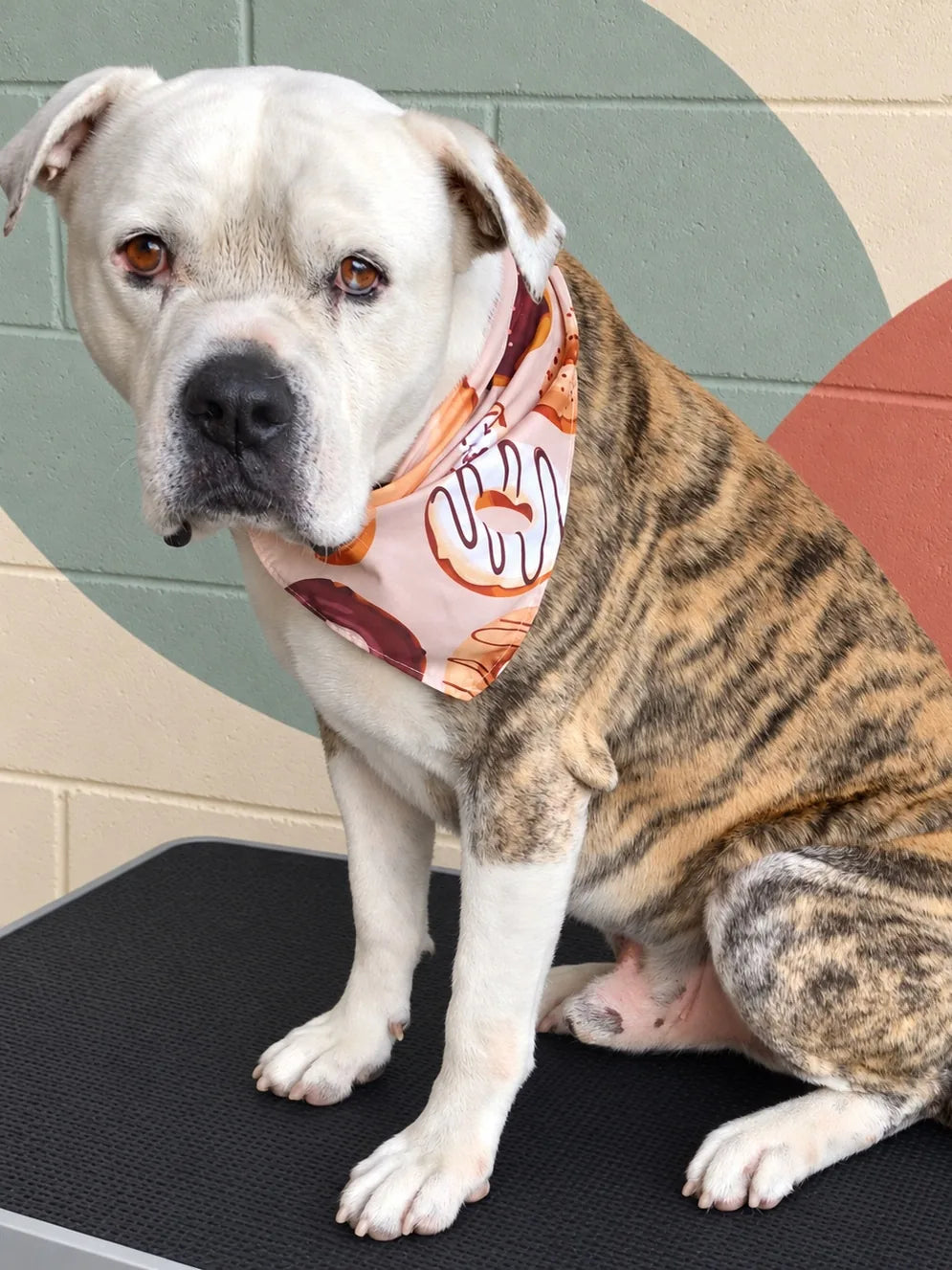 Brindle and white Bulldog cross in a doughnut bandana sitting on the grooming table at Pets Juicy in Miami, Gold Coast