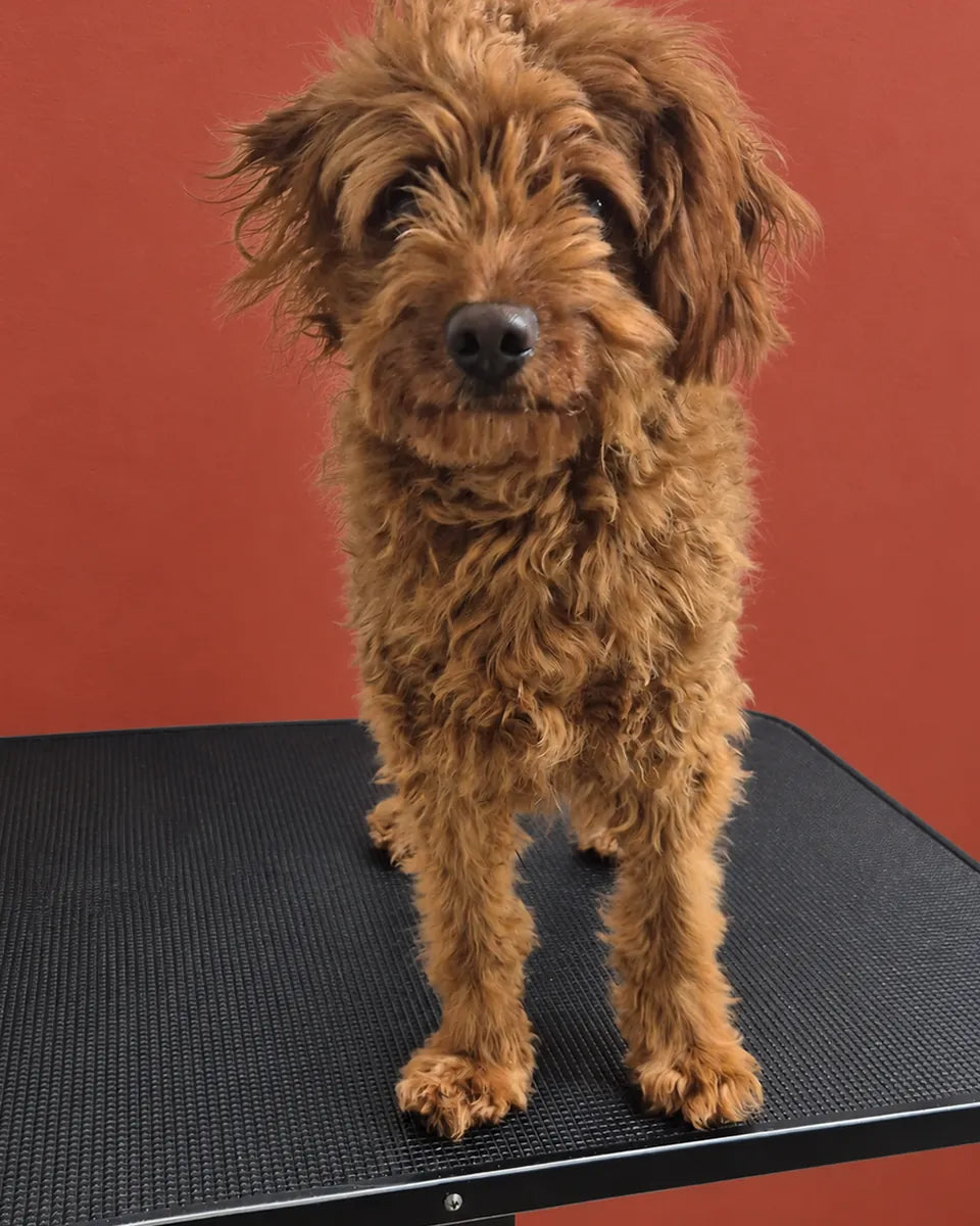Carter the Cavoodle before a groom, with a shaggy red coat and hair over the eyes at Pets Juicy in Miami, Gold Coast