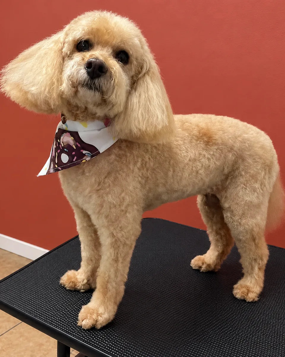 Chia the Mini Poodle after a groom at Pets Juicy Miami, standing in a short teddy trim with fluffy ears and a donut bandana