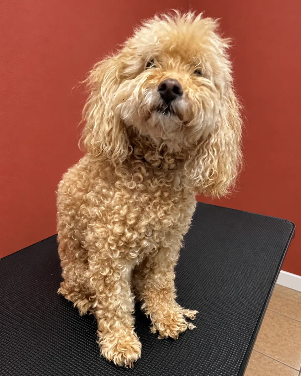 Chia the Mini Poodle before a groom at Pets Juicy Miami, sitting on the grooming table with a long, curly coat