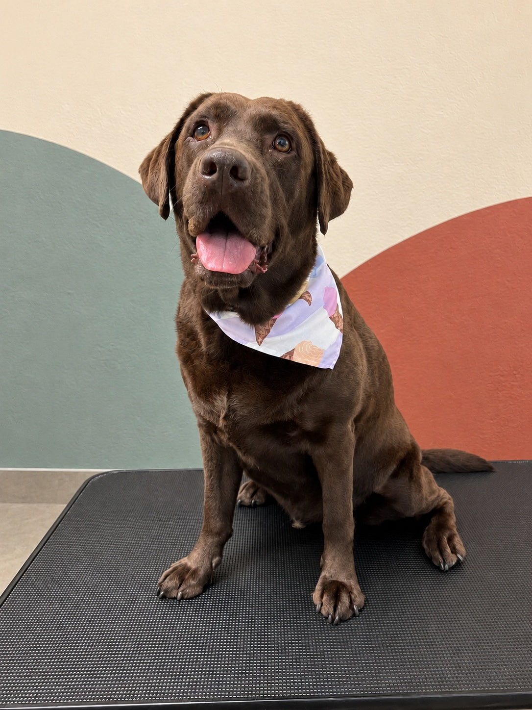 Chocolate Labrador in a pastel bandana after a groom at Pets Juicy, Miami, Gold Coast