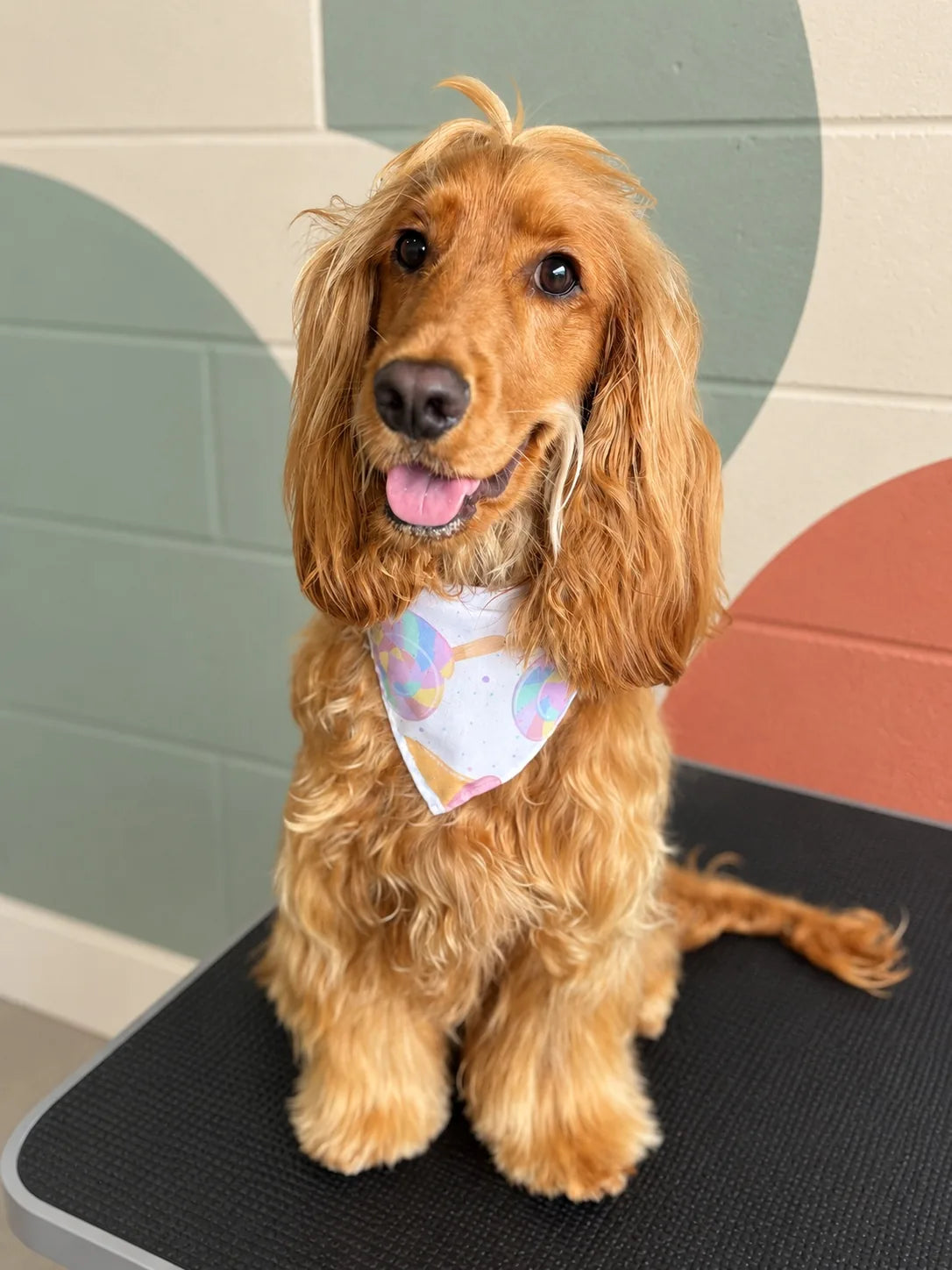 Golden Cocker Spaniel with long feathered ears in a bandana on the grooming table at Pets Juicy in Miami, Gold Coast