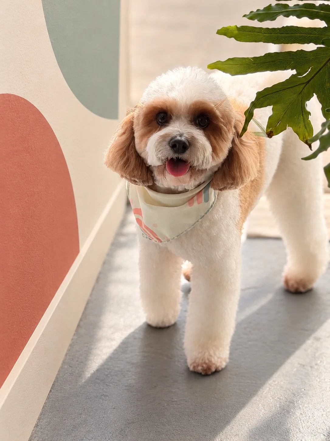 Cream and apricot Cavoodle with a fresh teddy cut and pastel bandana walking across the Pets Juicy studio in Miami