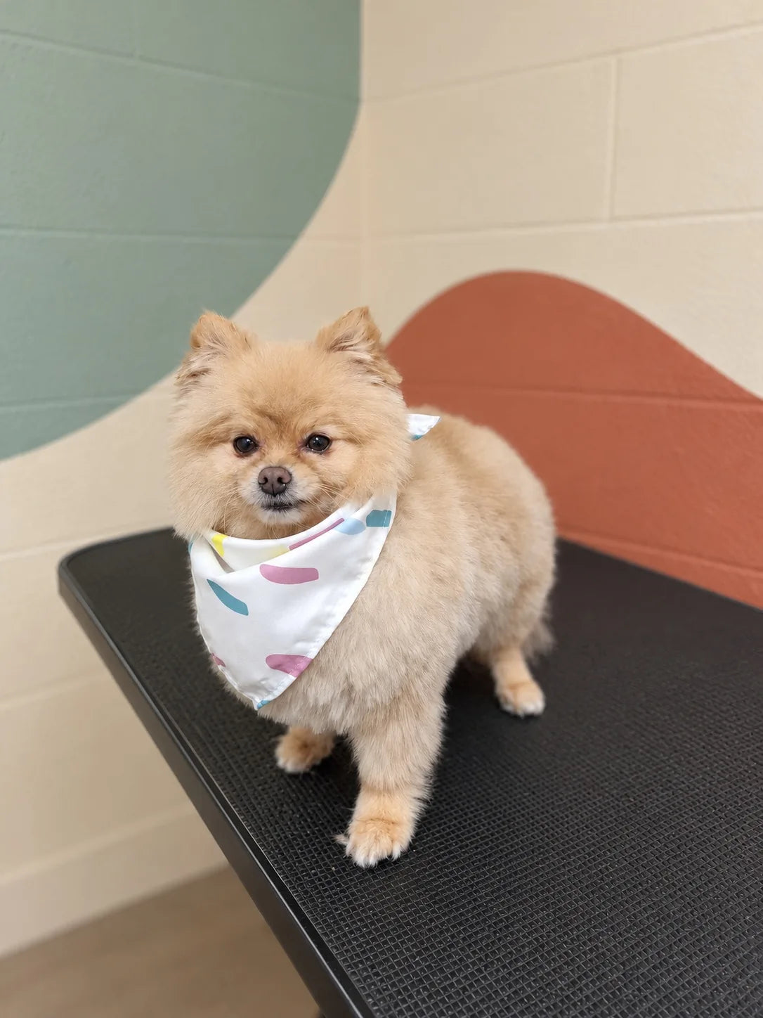 Cream Pomeranian in a pastel bandana standing on the grooming table at Pets Juicy in Miami, Gold Coast