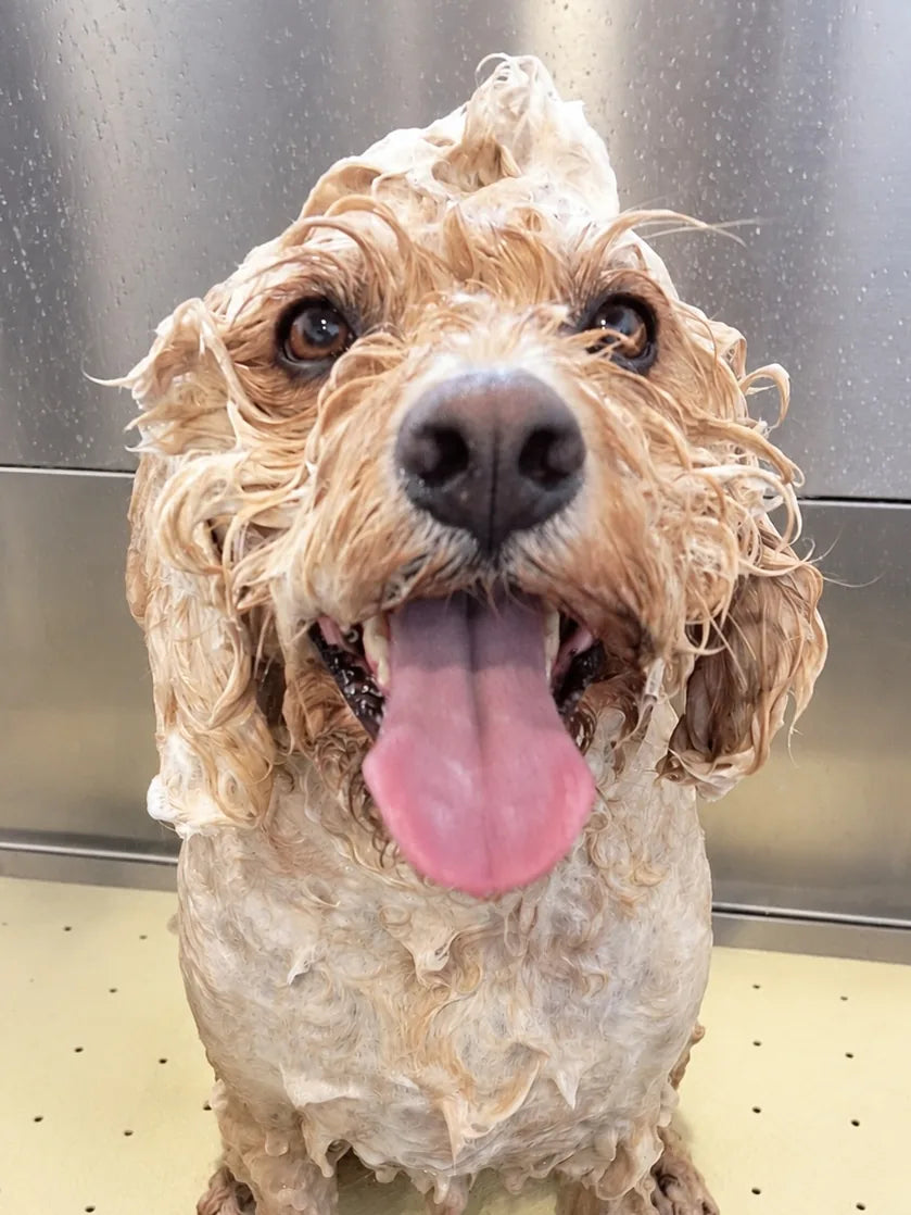 Curly dog covered in suds with its tongue out in the bath during a dog wash at Pets Juicy in Miami, Gold Coast