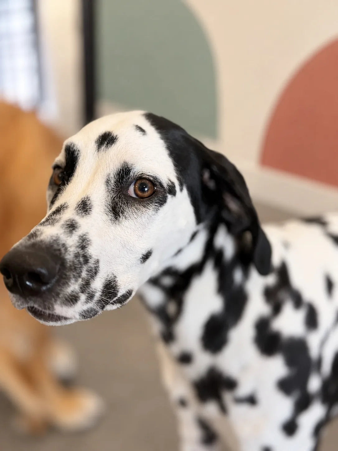 Dalmatian looking up for a pat inside the Pets Juicy studio in Miami, Gold Coast