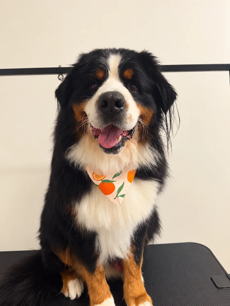 Bernese Mountain Dog on the grooming table for a hygiene cut at Pets Juicy in Miami, Gold Coast