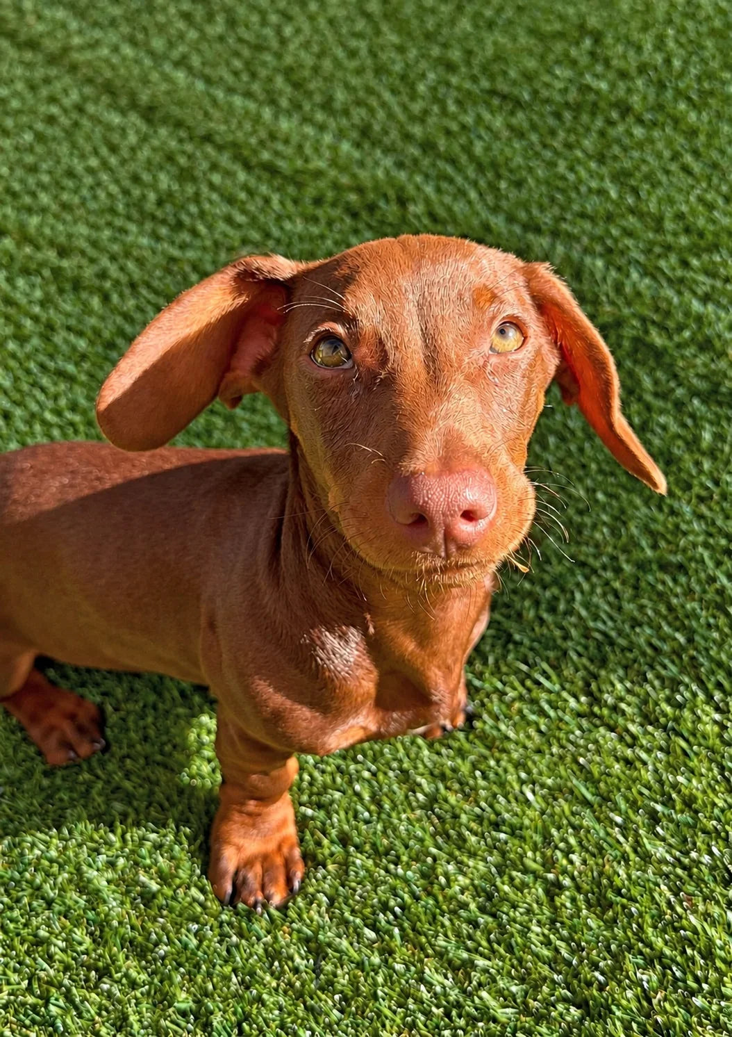 Chocolate Dachshund puppy on the turf at Pets Juicy doggy daycare in Miami, Gold Coast