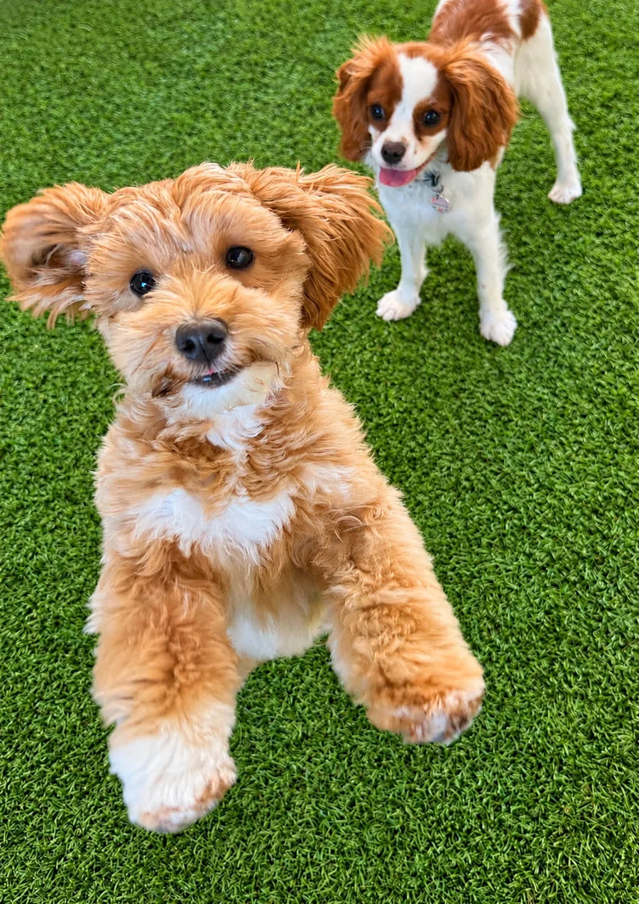 Fluffy curly pup on the turf with a Cavalier behind at Pets Juicy doggy daycare in Miami, Gold Coast