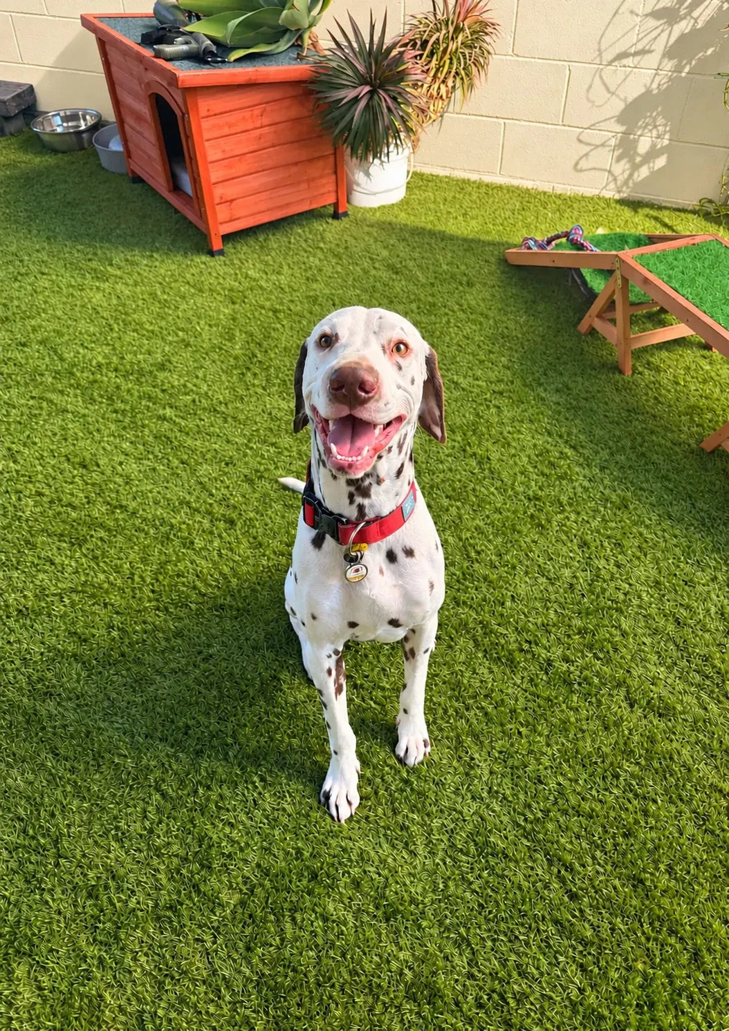Dalmatian sitting on the turf in the outdoor play yard at Pets Juicy doggy daycare in Miami, Gold Coast