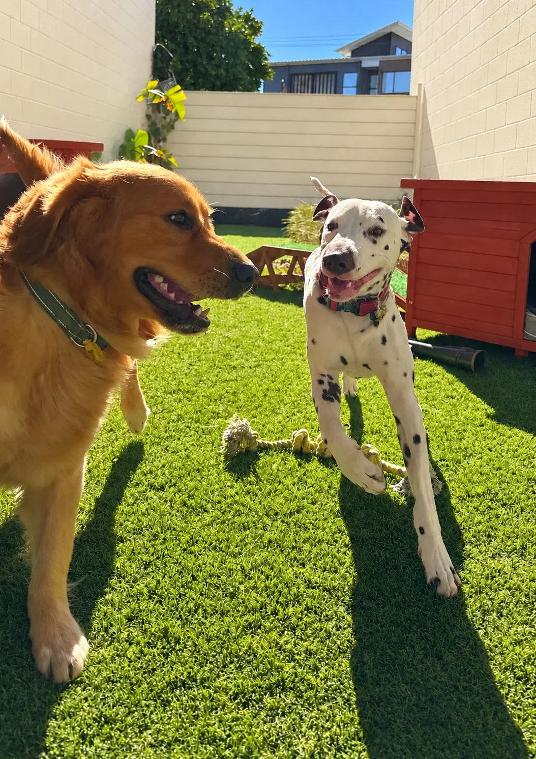 Golden Retriever and Dalmatian playing in the sun at Pets Juicy doggy daycare in Miami, Gold Coast