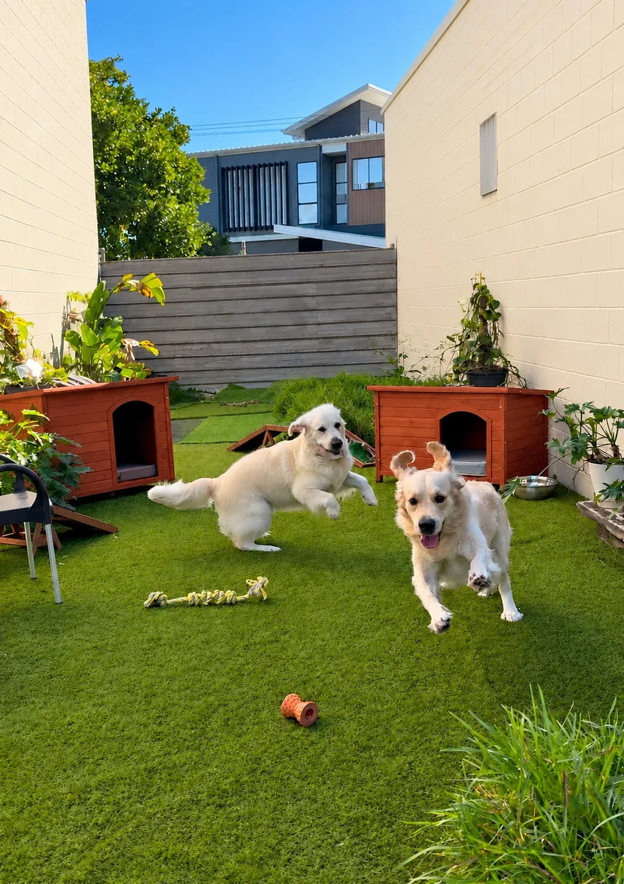 Two Golden Retrievers playing on the turf yard at Pets Juicy doggy daycare in Miami, Gold Coast