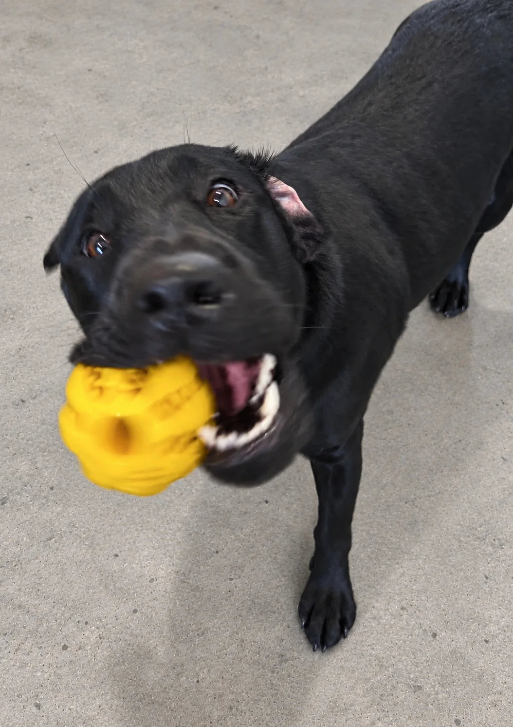 Black Labrador puppy with a yellow chew toy at Pets Juicy doggy daycare in Miami, Gold Coast