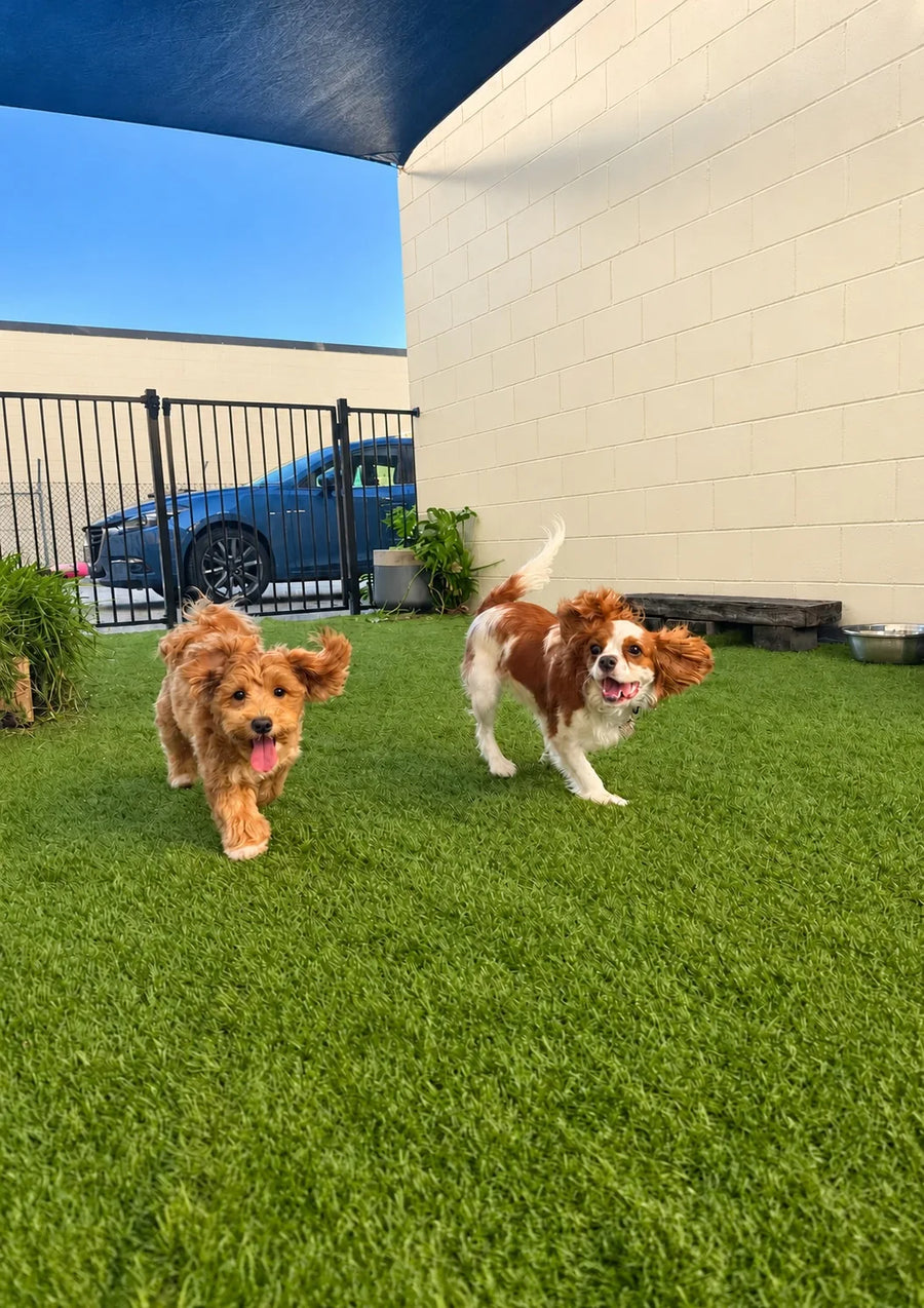 Cavalier King Charles Spaniel and a curly red pup running across the turf at Pets Juicy doggy daycare, Miami