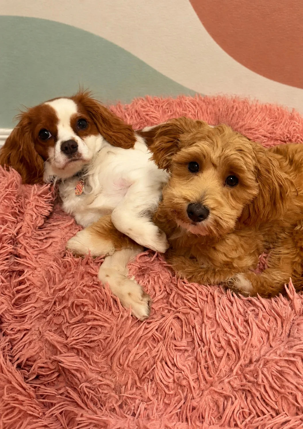 Cavalier King Charles Spaniel and a curly red pup snuggled on a pink bed at Pets Juicy doggy daycare, Miami
