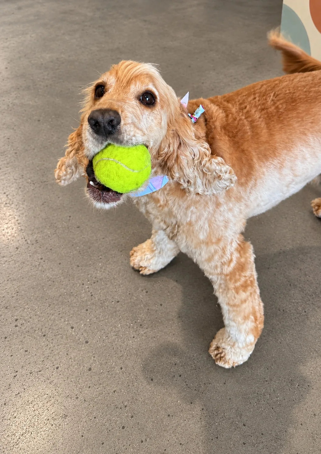 Cocker Spaniel with a tennis ball at Pets Juicy doggy daycare in Miami, Gold Coast