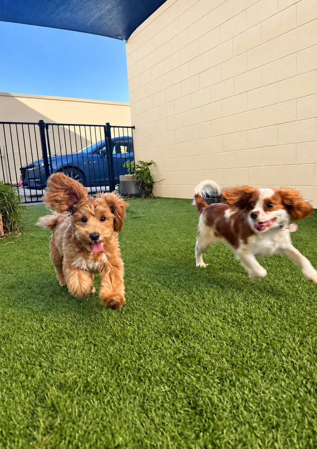 Curly pup and a Cavalier King Charles Spaniel racing around the play yard at Pets Juicy doggy daycare, Gold Coast